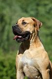 BOERBULL 091